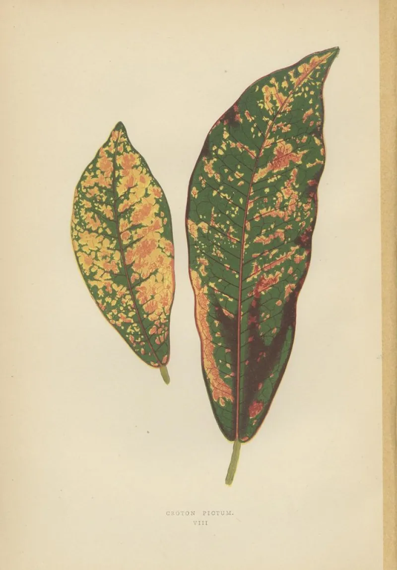 Pamono E.J. Lowe and W. Howard, Botanical Prints, 1891, Paper, Set of 8> Work On Paper