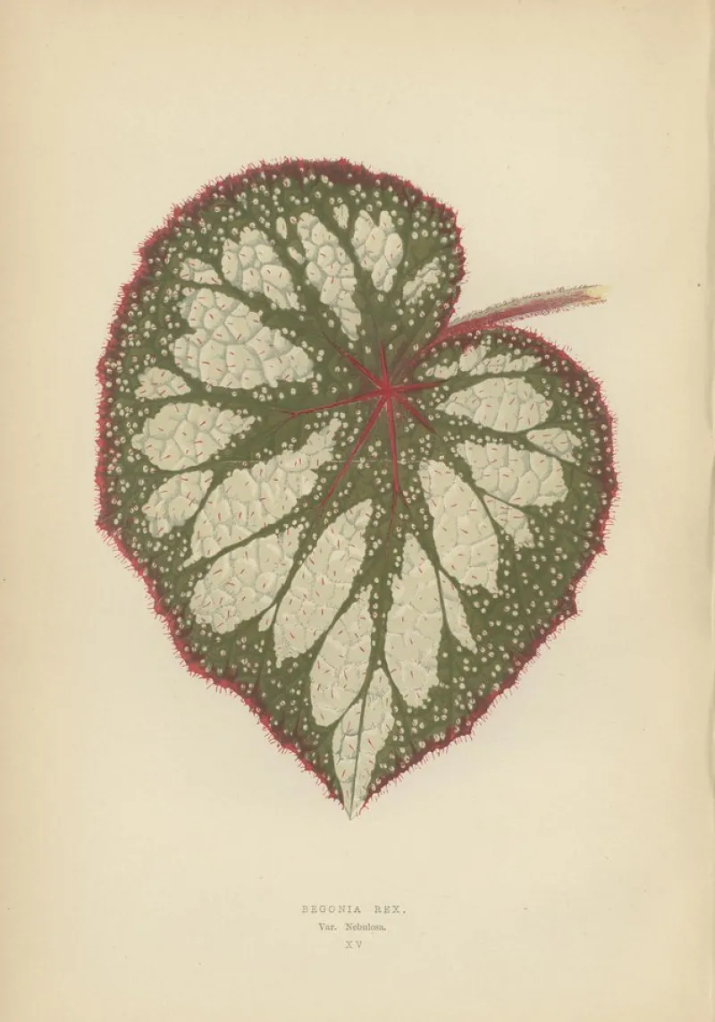 Pamono E.J. Lowe and W. Howard, Botanical Prints, 1891, Paper, Set of 8> Work On Paper