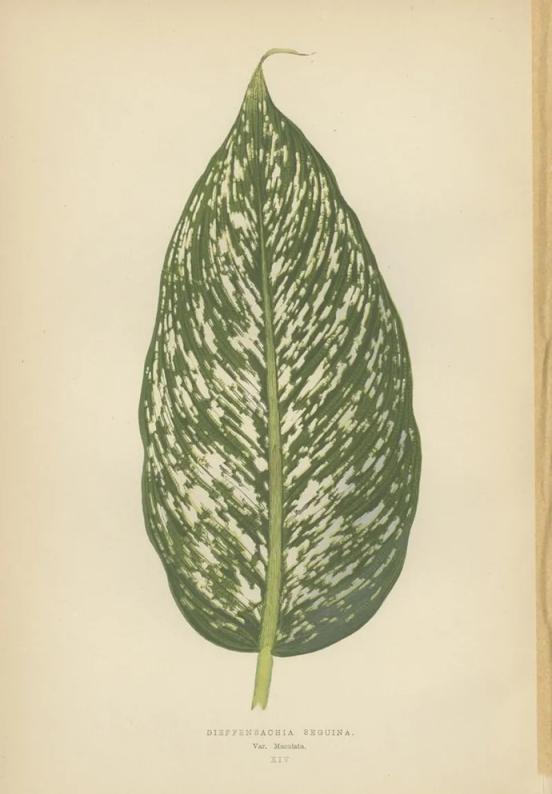 Pamono E.J. Lowe and W. Howard, Botanical Prints, 1891, Paper, Set of 8> Work On Paper