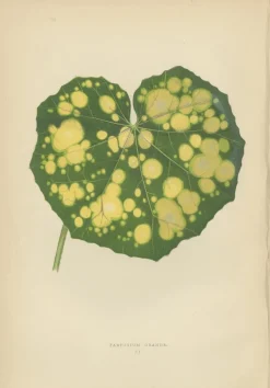 Pamono E.J. Lowe and W. Howard, Botanical Prints, 1891, Paper, Set of 8><noscript><img width=