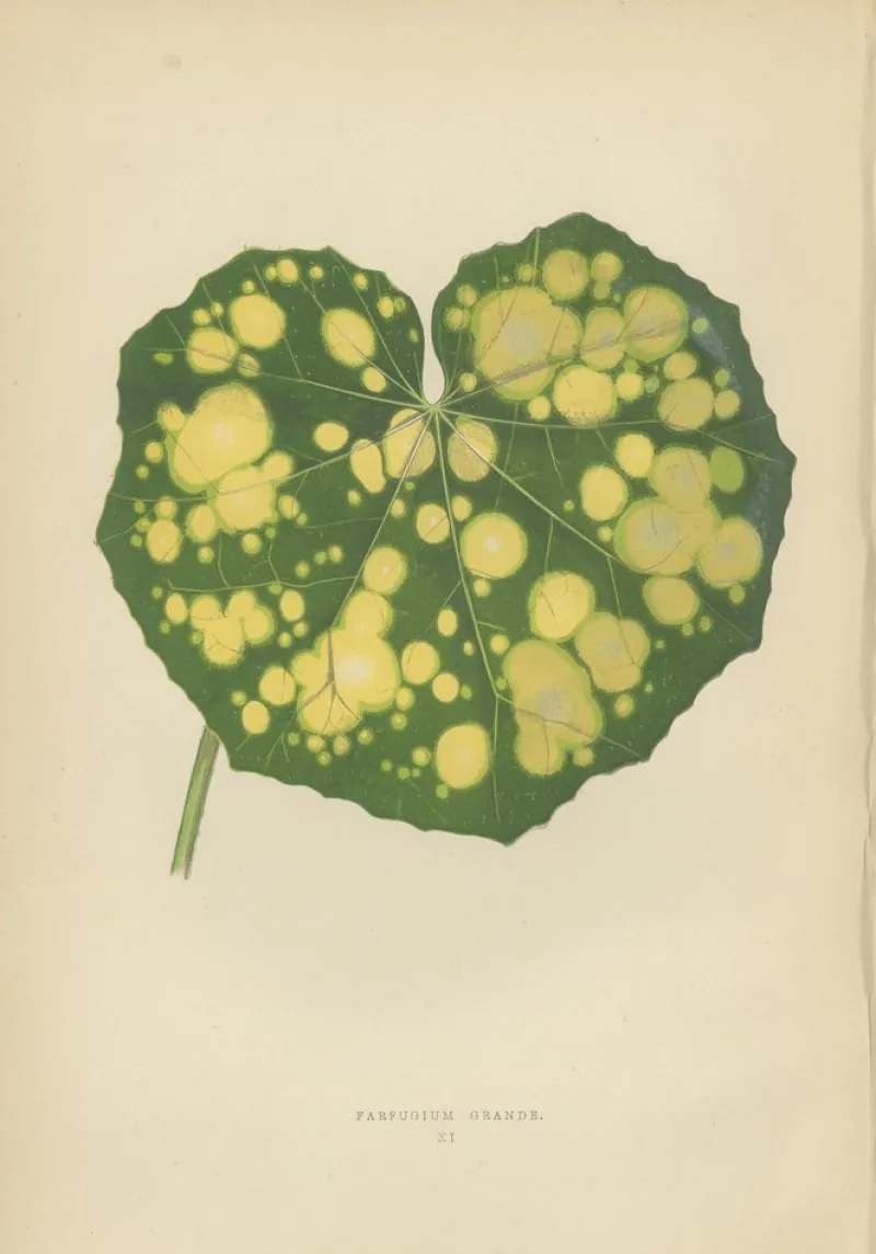 Pamono E.J. Lowe and W. Howard, Botanical Prints, 1891, Paper, Set of 8> Work On Paper
