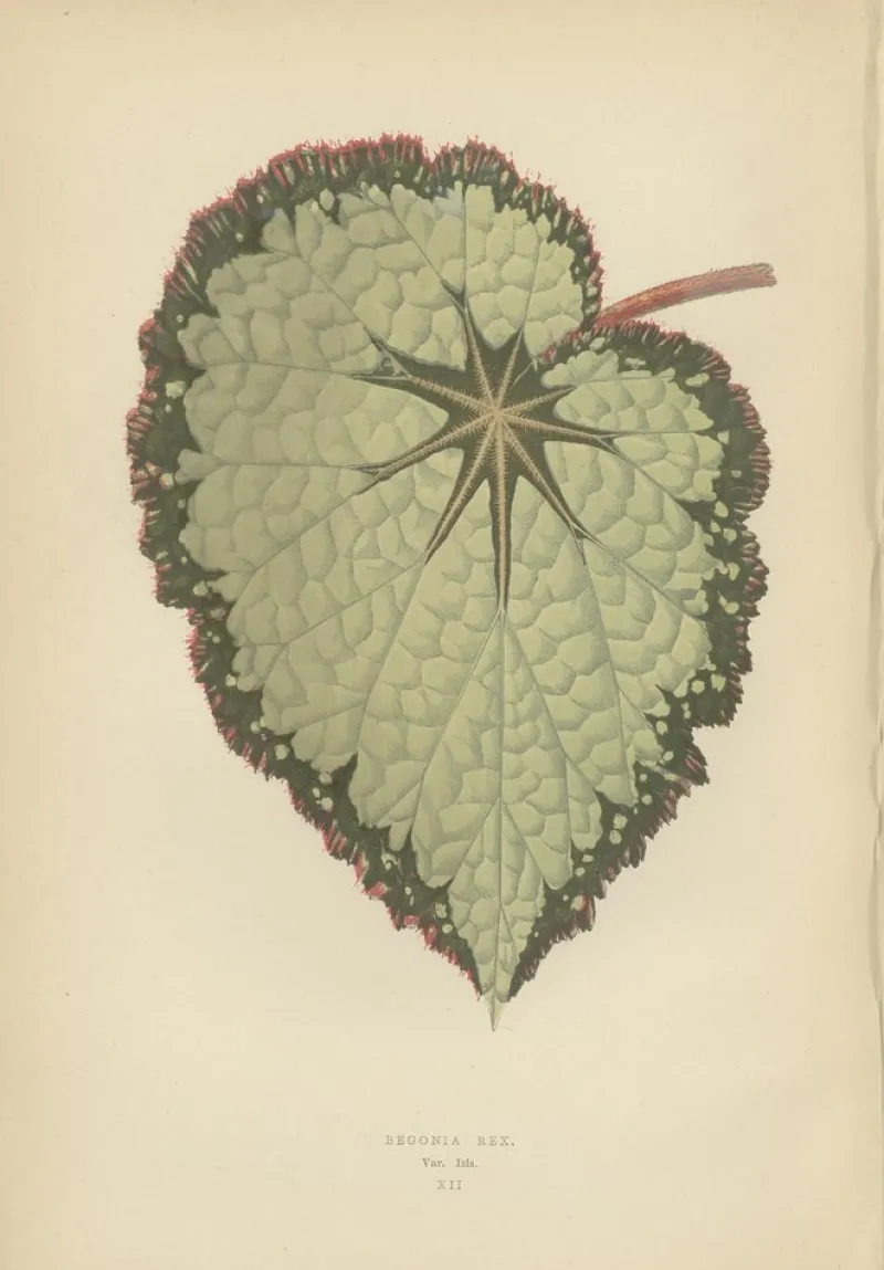Pamono E.J. Lowe and W. Howard, Botanical Prints, 1891, Paper, Set of 8> Work On Paper