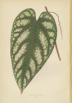 Pamono E.J. Lowe and W. Howard, Botanical Prints, 1891, Paper, Set of 8><noscript><img width=