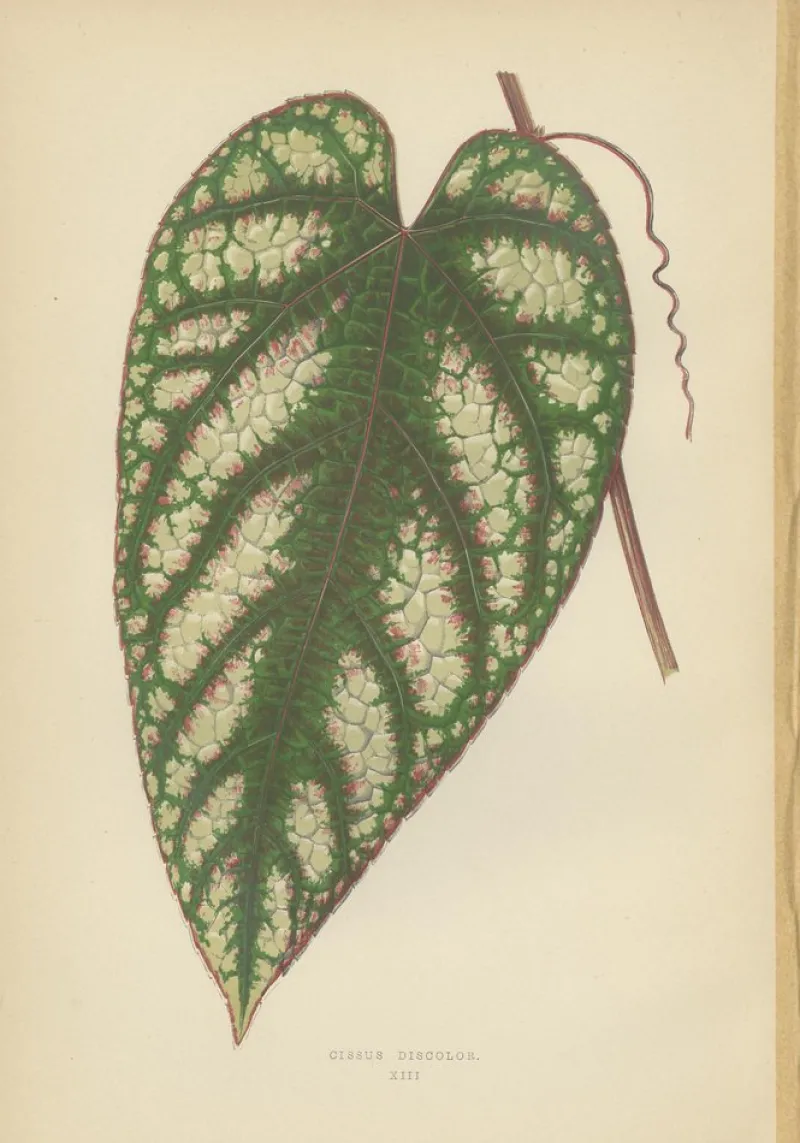 Pamono E.J. Lowe and W. Howard, Botanical Prints, 1891, Paper, Set of 8> Work On Paper
