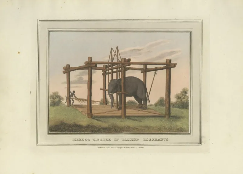 Pamono Elephant and Hunting Engravings, 1813, Paper, Set of 3> Work On Paper
