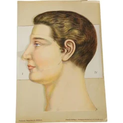 Pamono Foldable Anatomical Brochure Depicting the Human Head, 1890s> Posters