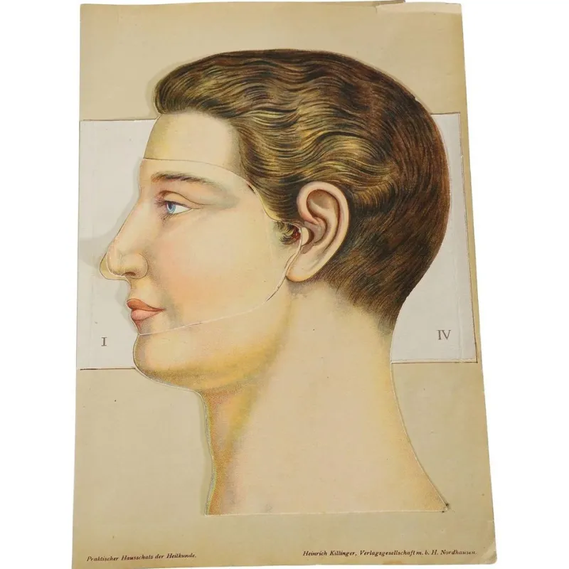 Pamono Foldable Anatomical Brochure Depicting the Human Head, 1890s> Posters