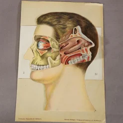 Pamono Foldable Anatomical Brochure Depicting the Human Head, 1890s><noscript><img width=