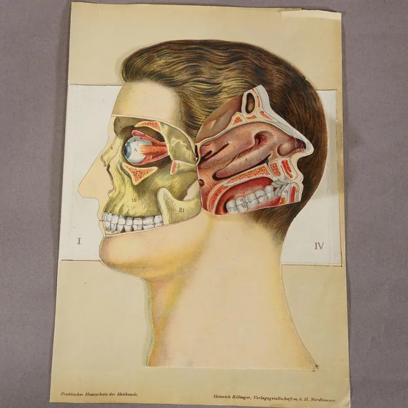 Pamono Foldable Anatomical Brochure Depicting the Human Head, 1890s> Posters