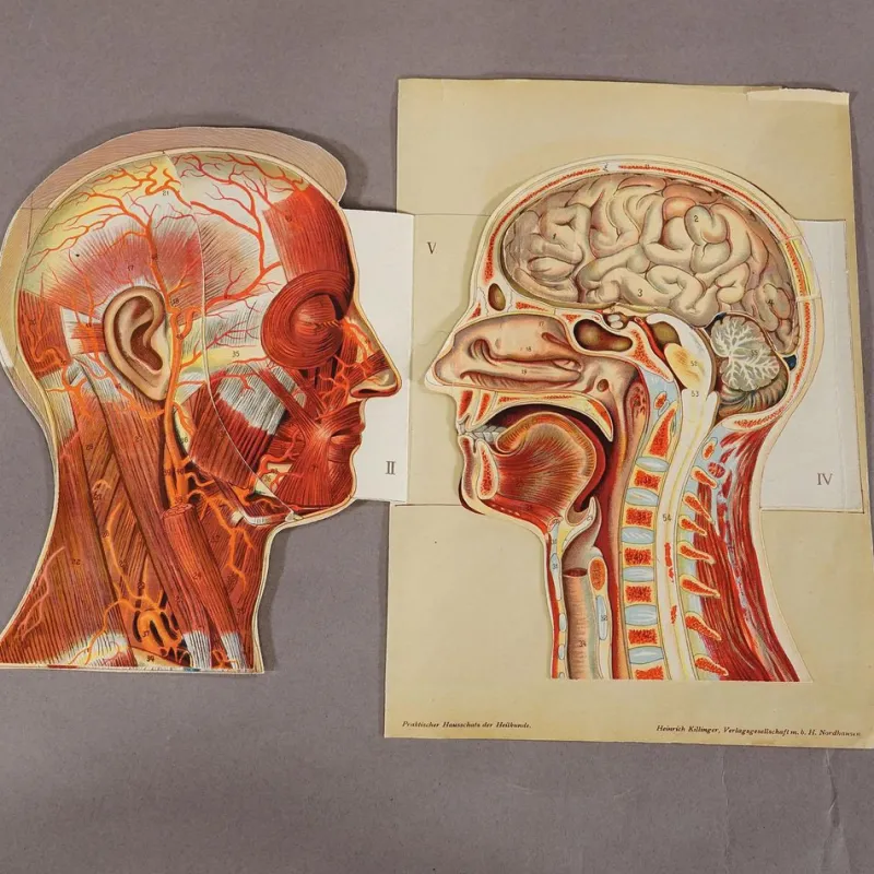 Pamono Foldable Anatomical Brochure Depicting the Human Head, 1890s> Posters