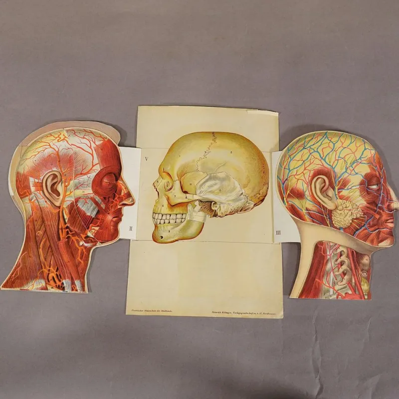 Pamono Foldable Anatomical Brochure Depicting the Human Head, 1890s> Posters