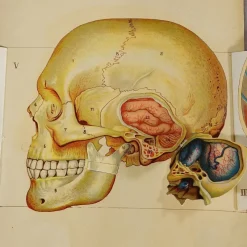 Pamono Foldable Anatomical Brochure Depicting the Human Head, 1890s><noscript><img width=