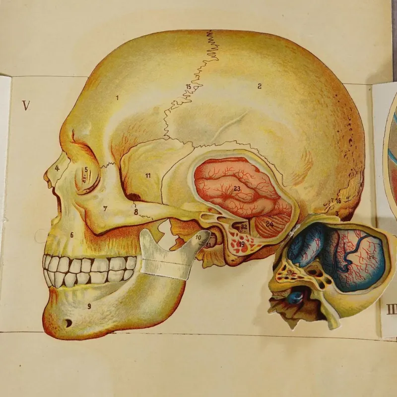 Pamono Foldable Anatomical Brochure Depicting the Human Head, 1890s> Posters