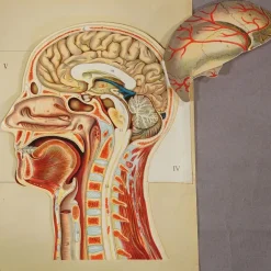 Pamono Foldable Anatomical Brochure Depicting the Human Head, 1890s><noscript><img width=