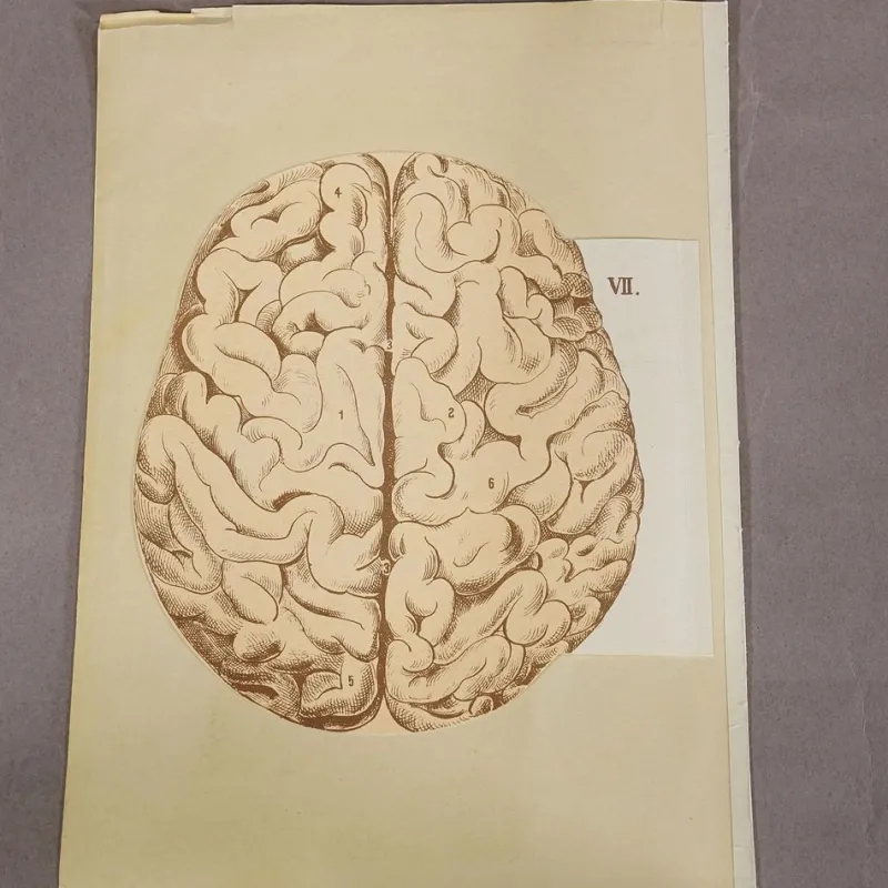 Pamono Foldable Anatomical Brochure Depicting the Human Head, 1890s> Posters