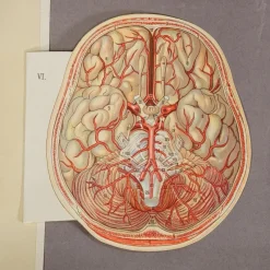 Pamono Foldable Anatomical Brochure Depicting the Human Head, 1890s><noscript><img width=