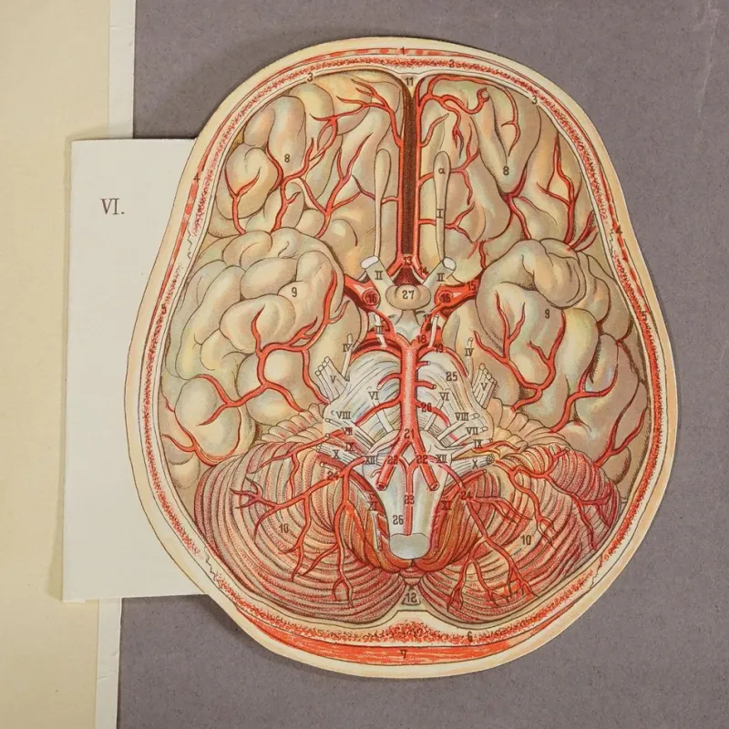 Pamono Foldable Anatomical Brochure Depicting the Human Head, 1890s> Posters