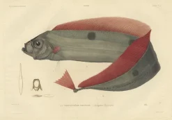 Pamono Forget after Acaric Baron, Trachipterus Trachypterus, 1842, Paper> Work On Paper