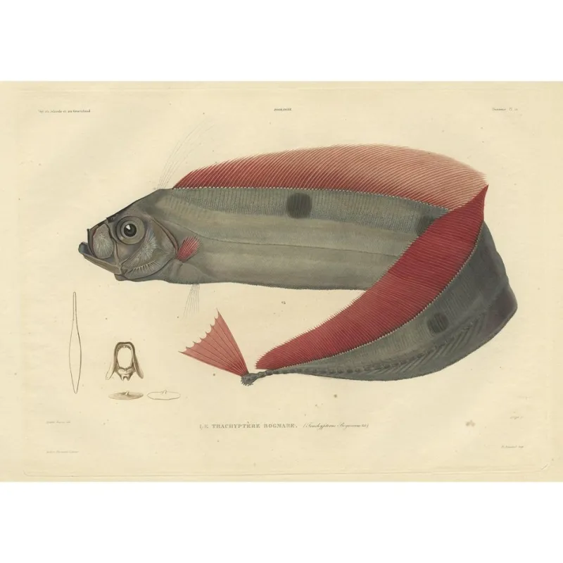 Pamono Forget after Acaric Baron, Trachipterus Trachypterus, 1842, Paper> Work On Paper