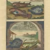 Pamono François Valentyn, Fishes and Crustaceans, 1726, Set of 8> Work On Paper