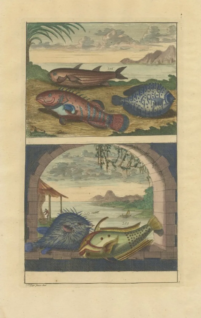 Pamono François Valentyn, Fishes and Crustaceans, 1726, Set of 8> Work On Paper