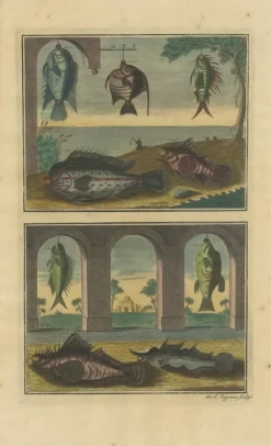 Pamono François Valentyn, Fishes and Crustaceans, 1726, Set of 8><noscript><img width=