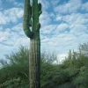 Sale Pamono Giant Saguaro Cactus, Arizona, 1994
