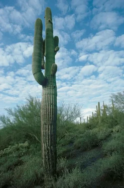 Sale Pamono Giant Saguaro Cactus, Arizona, 1994