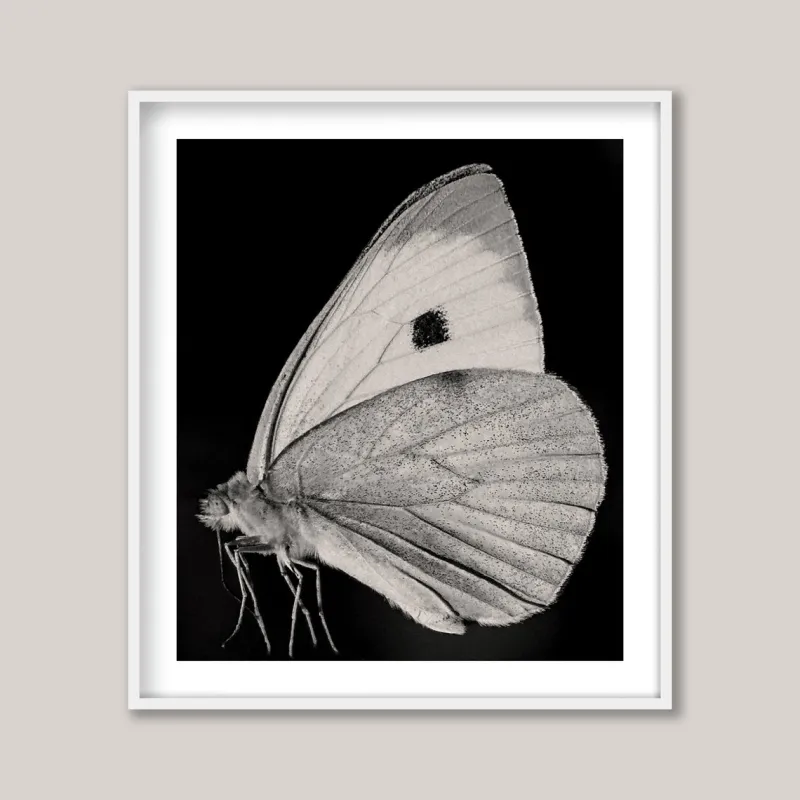 Pamono Guy Sargent, The Butterfly, Photograph> Minimalist