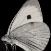 Pamono Guy Sargent, The Butterfly, Photograph> Minimalist