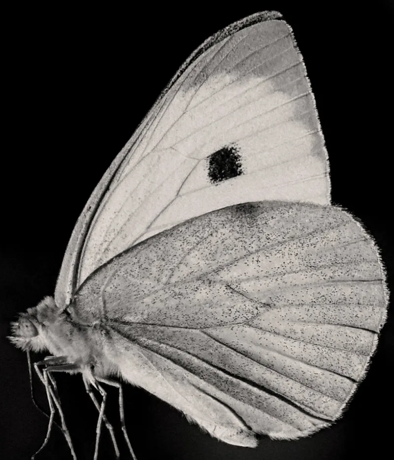 Pamono Guy Sargent, The Butterfly, Photograph> Minimalist