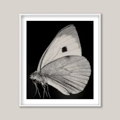 Pamono Guy Sargent, The Butterfly, Photograph> Minimalist