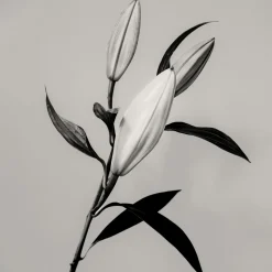 Pamono Guy Sargent, The Lily, Archival Pigment Print><noscript><img width=