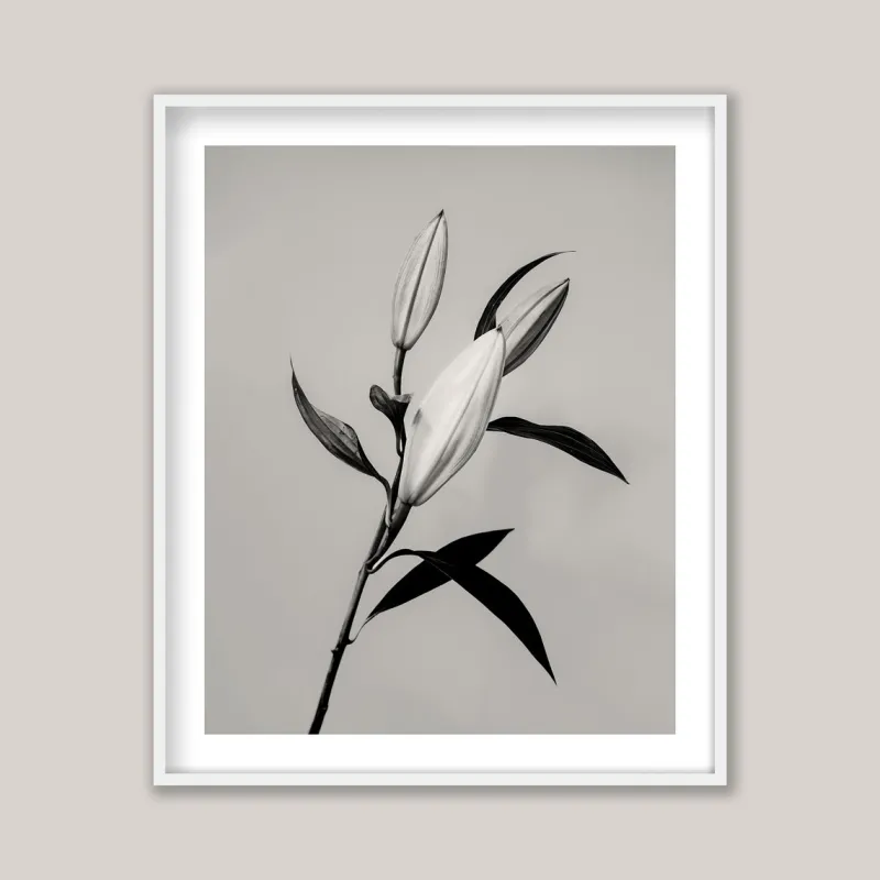Pamono Guy Sargent, The Lily, Archival Pigment Print> Photography