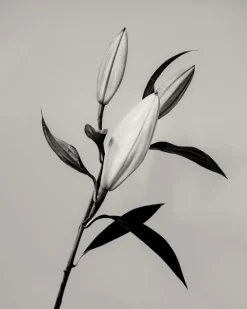 Pamono Guy Sargent, The Lily, Archival Pigment Print> Photography
