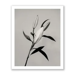 Pamono Guy Sargent, The Lily, Archival Pigment Print><noscript><img width=