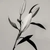 Hot Pamono Guy Sargent, The Lily, Archival Pigment Print