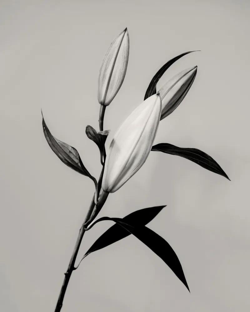 Hot Pamono Guy Sargent, The Lily, Archival Pigment Print