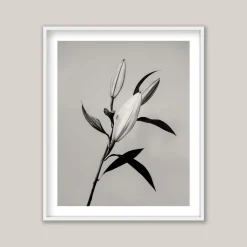 Hot Pamono Guy Sargent, The Lily, Archival Pigment Print