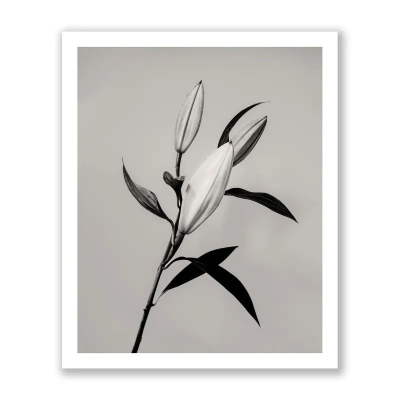 Hot Pamono Guy Sargent, The Lily, Archival Pigment Print