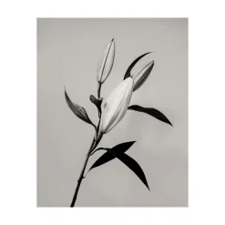 Hot Pamono Guy Sargent, The Lily, Archival Pigment Print