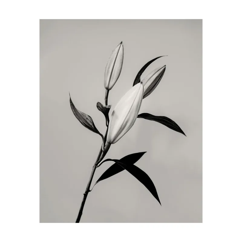 Hot Pamono Guy Sargent, The Lily, Archival Pigment Print