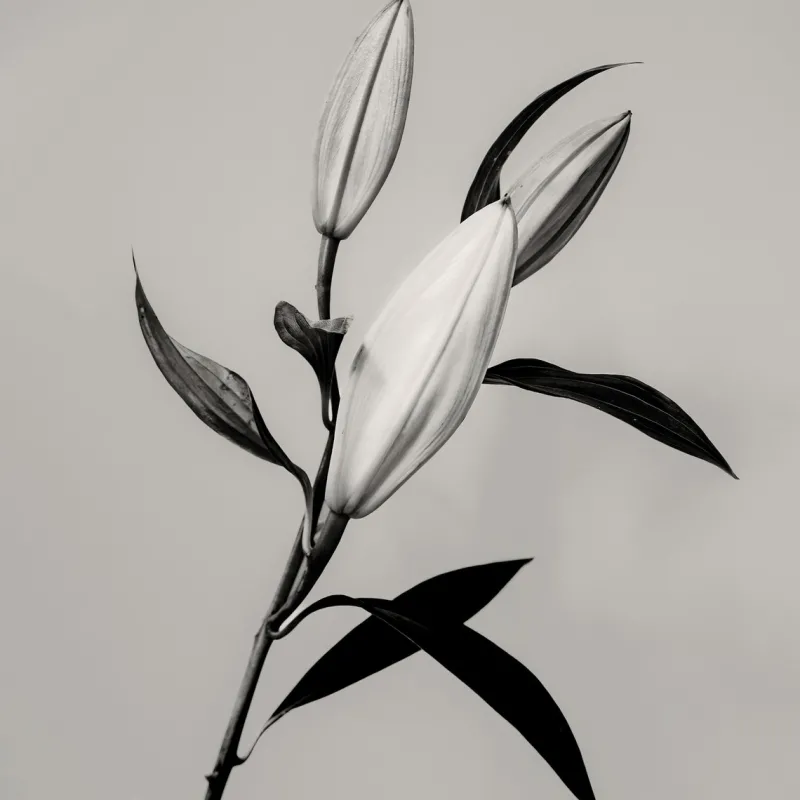 Hot Pamono Guy Sargent, The Lily, Archival Pigment Print