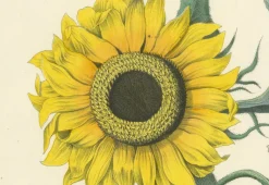New Pamono Hand-Colored Botanical Lithograph of Sunflower and Linden Tree, Calwer, 1854, Print