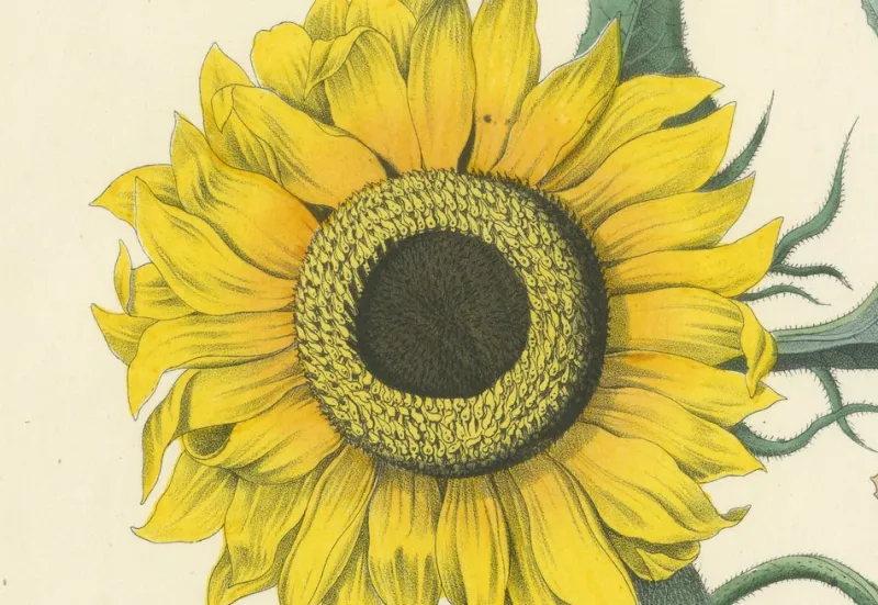 New Pamono Hand-Colored Botanical Lithograph of Sunflower and Linden Tree, Calwer, 1854, Print
