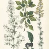 Hot Pamono Hand-Colored Botanical Lithograph of Madder, Buckthorn, Cleavers, 1854, Print