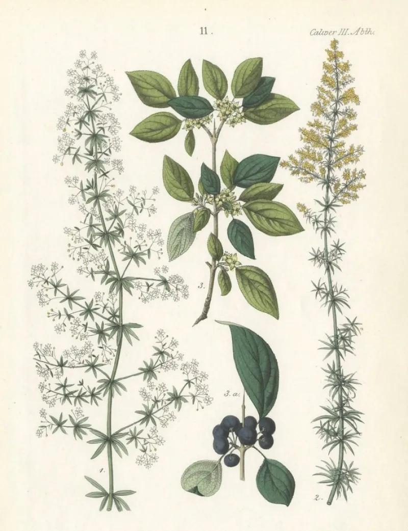 Hot Pamono Hand-Colored Botanical Lithograph of Madder, Buckthorn, Cleavers, 1854, Print