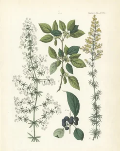 Hot Pamono Hand-Colored Botanical Lithograph of Madder, Buckthorn, Cleavers, 1854, Print