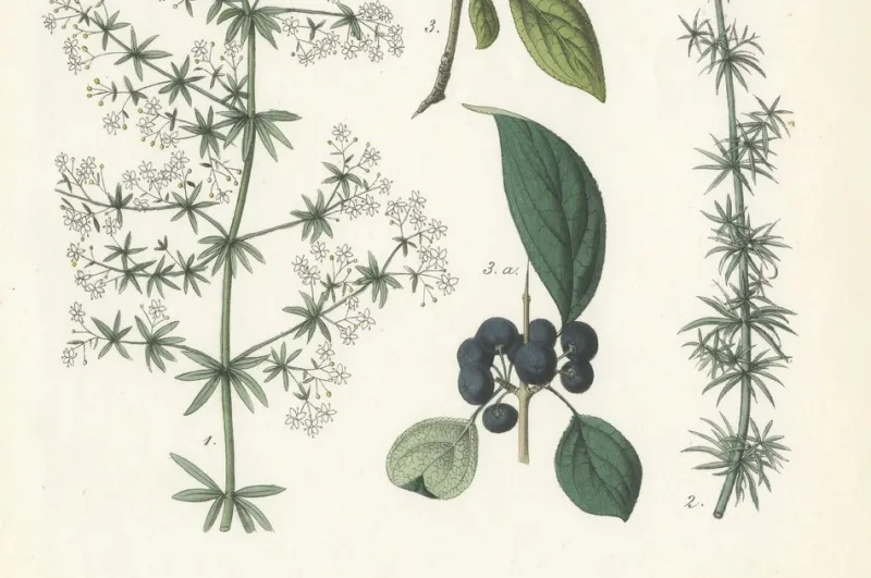 Hot Pamono Hand-Colored Botanical Lithograph of Madder, Buckthorn, Cleavers, 1854, Print