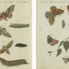 Pamono Hawk-Moths and Butterflies: Hand-Colored Engravings, Published, 1805, Print> Work On Paper